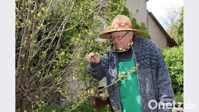 Der &quot;Vater des Krätergartens&quot; Willi Meier war in seinem Garten stets unterwegs und Pflegte und hegte den Garten mit großer Sorgfalt und Gewissenhaftigkeit. Bild: ads