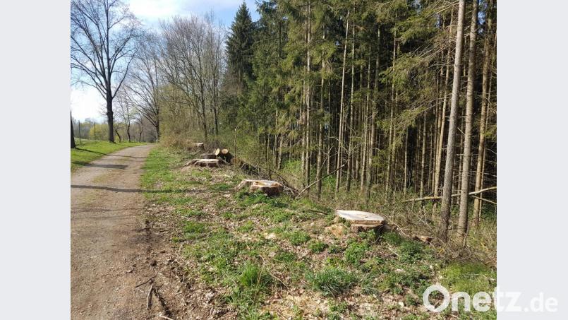 Nur noch die Baumstümpfe erinnern an die fast 100 Jahre alten Pappeln. Bild: gi