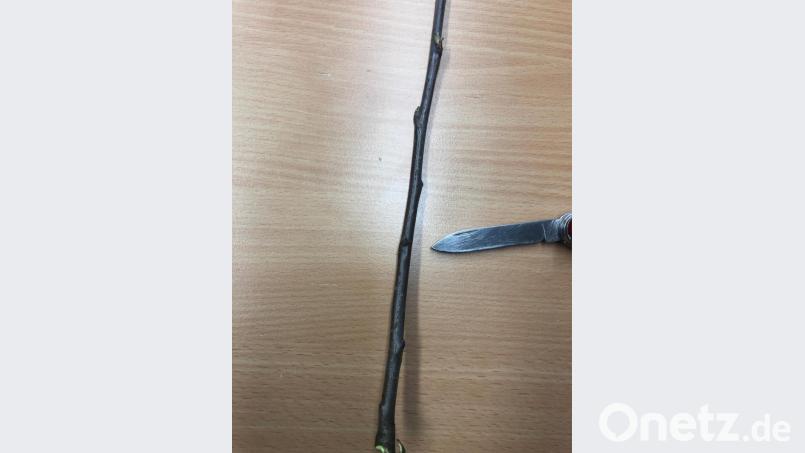 Veredeln mit frischen Reisern sofort von Baum zu Baum: Das Messer zeigt auf den geeigneten unteren Abschnitt des Edelreises mit geschlossenen Knospen. Weiter oben ist bereits ein Schwellen der Knospen erfolgt. Dieser Teil des Reises ist nicht geeignet. Bild: Schlöger