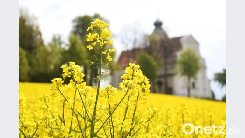 Vor dem Kloster ST. Felix in Neustadt/WN blühen die Felder. Bild: Gabi Schönberger