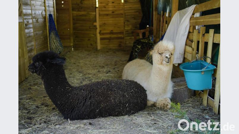 Alpakas liegen in einem Verschlag in der Alpakafarm "Hirtenaue". Foto: Uwe Anspach/dpa Bild: Uwe Anspach