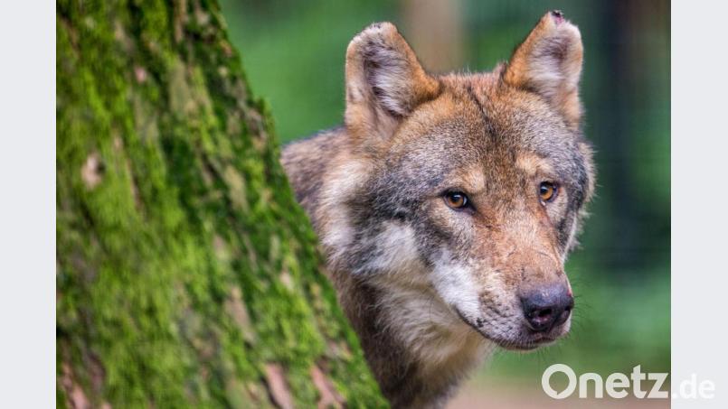 Ein Wolf schaut in einem Wildpark hinter einem Baum hervor. Bild: Lino Mirgeler/dpa