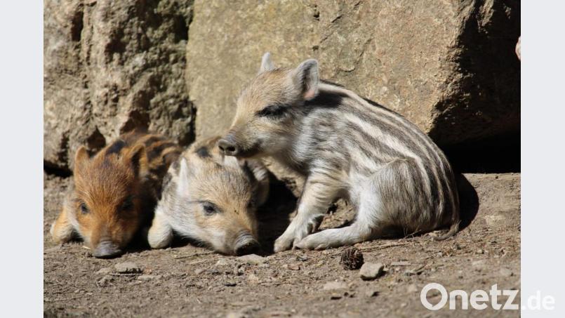 In der Sonne liegen und Musik hören - was für ein Leben. Die Frischlinge im Wildpark fühlen sich sauwohl. Bild: gis