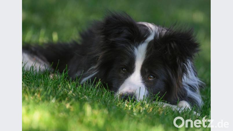 In Regensburg wurde vermutlich ein Hund vergiftet. Symbolbild: Patrick Pleul/dpa