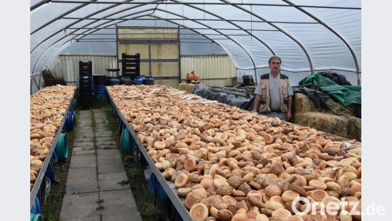 Lastwagenweise kauft Urban alte Backwaren zu, trocknet und schreddert sie dann zu Futter. Bild: fz