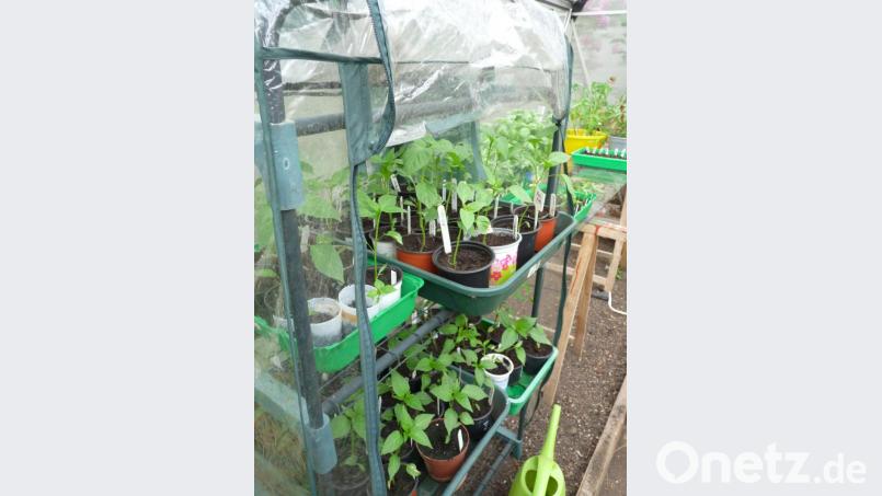 Unter Doppel-Wärmeschutz wachsen im Gewächshaus und einem kleinen extra Folienregal die Paprika- und Chilipflanzen heran. Wenn das kein scharfer Sommer wird. Bild: rlö