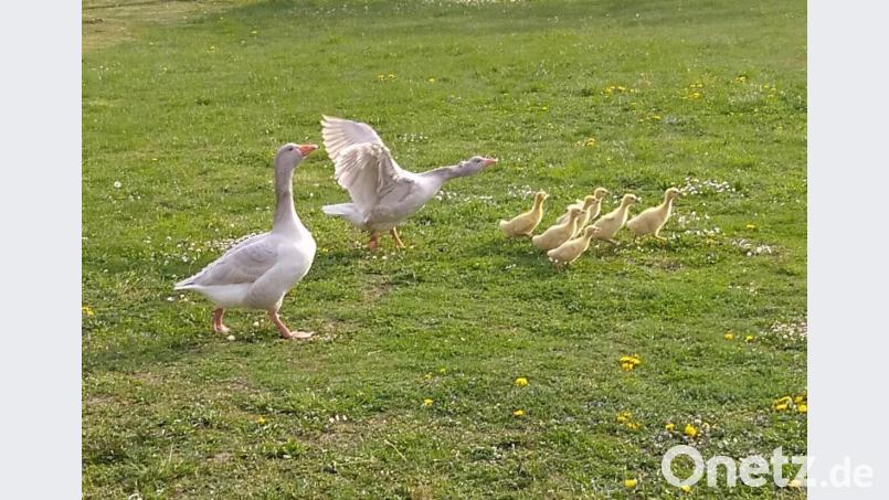 Ganter „Emmeram“ (links) hat alles im Blick während Gans „Rita“ die Kinder in Zaum hält. Bild: rfi