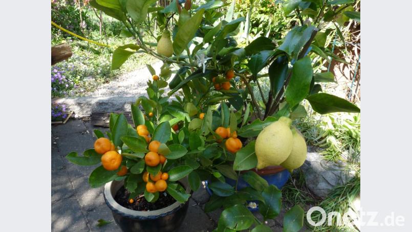 Über den Winter im Glashaus gereift: Stattliche Zitronen und kleine Calamondin-Orangen. Die Calamondin-Früchte sind inzwischen schon zu zwei Gläsern leckerer Konfitüre geworden, herb-süß nach englischer Art. Wobei auch die zarten Schalen mit verarbeitet wurden. Bild: rlö