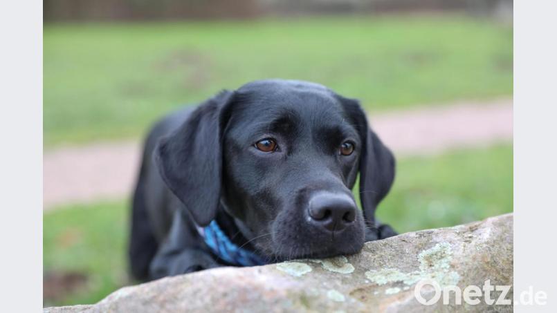 Labradore sind wirklich liebenswerte Hunde. Das hier ist zwar nicht Mädi, aber ihr Blick geht einem mindestens ebenso zu Herzen. Bild: KrischiMeier - stock.adobe.com