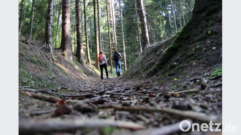 Altstraßen begegnen uns heute als Hohlwege. So sieht die Bernsteinstraße im Bereich des Rotbühls zwischen Hainstetten und Schnaittenbach aus. Bild: gri