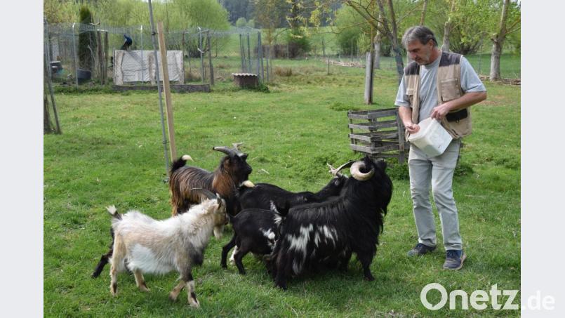 Die Tiere sind ihr gutes Futter gewohnt und an dem läßt es Manfred Urban trotz der finanziellen Probleme nicht fehlen. Bild: fz