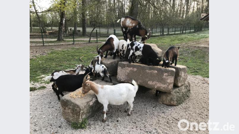Die Ziegen im Wild- und Freizeitpark Höllohe fühlen sich pudelwohl. Acht Jungtiere sind dort in den vergangenen Wochen zur Welt gekommen. Bild: Stefan Jahreiß, Landratsamt Schwandorf