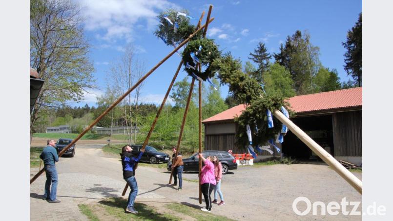 Mit vereinten Kräften hieven Norbert, Valentin, Florian, Gabi und Magdalena Schmidkonz (von links) den rund elf Meter langen Maibaum in die Höhe. Sohn Simon schaute krankheitsbedingt zu. Bild: kro