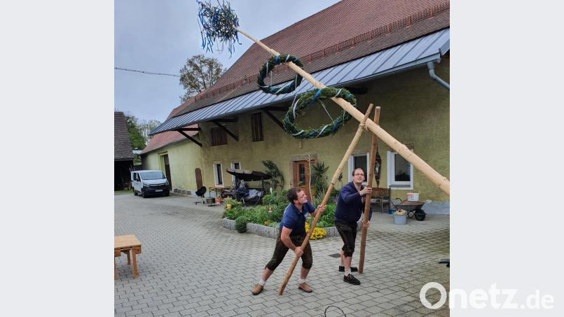 Gekonnt mit Schwalben und Manneskraft stemmen die Gebrüder Hösl ihren Maibaum in die Höhe. Bild: exb