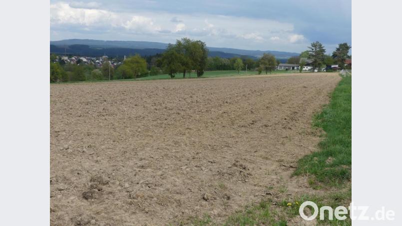 In der Nähe von Breitenlohe bei Eschenbach (rechts) ist eine Hirschkuh gerissen worden. Inzwischen ist bestätigt, dass es sich um einen Wolfsriss handelte. Bild: rn