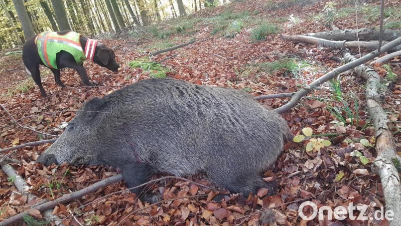 Wildschweine sind äußerst schlaue Wildtiere. Ihre Bejagung ist daher nicht einfach. Bild: Klaus Bichlmaier