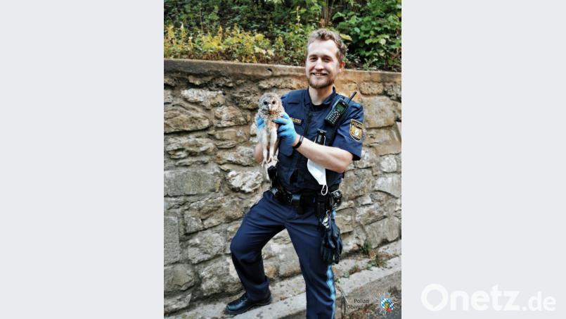 Einen "goldigen Greifvogel" haben Regensburger Polizeibeamte leicht verletzt von der Straße gerettet und in die Tierauffangstation gebracht. Bild: Polizei Oberpfalz