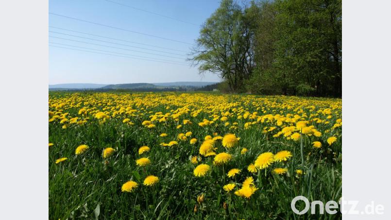 Der Löwenzahn beherrscht die Wiesen in der Region. Bild: do