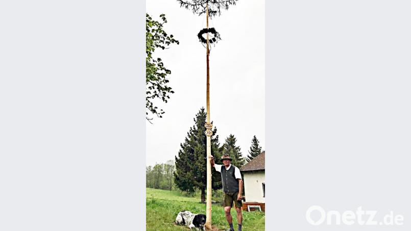 Im Garten von Josef Schleicher aus Krücklasmühle steht ein Maibaum. Die Fichte hat er mit seiner Familie aufgestellt, um die Tradition auch während der Coronakrise aufrechtzuerhalten. Bild: ü