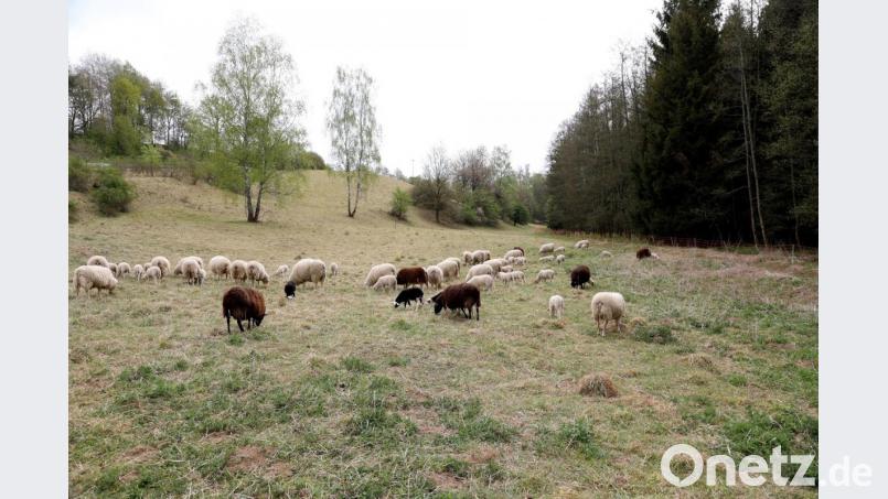 Die Schafe bringen das Gelände bei der Kohlmühle wieder in Form. Bild: akp