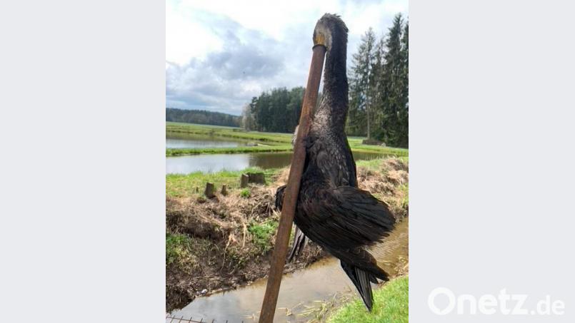 Ein Leser macht in der Nähe von Hahnbach eine grausige Entdeckung: Ein toter Kormoran steckt mit dem Schnabel voraus in einem Metallrohr. Nun ermittelt die Polizei Sulzbach-Rosenberg, ob ein Tierquäler am Werk war. Bild: exb