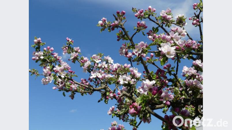 Der Betrachter denkt an Eduard Mörike: "Der Frühling lässt sein blaues Band wieder flattern durch die Lüfte". Bild: rn