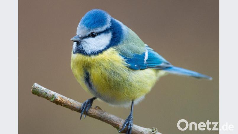 Eine Blaumeise (Cyanistes caeruleus) sitzt in einem Garten auf einem Ast. Bild: Patrick Pleul/dpa