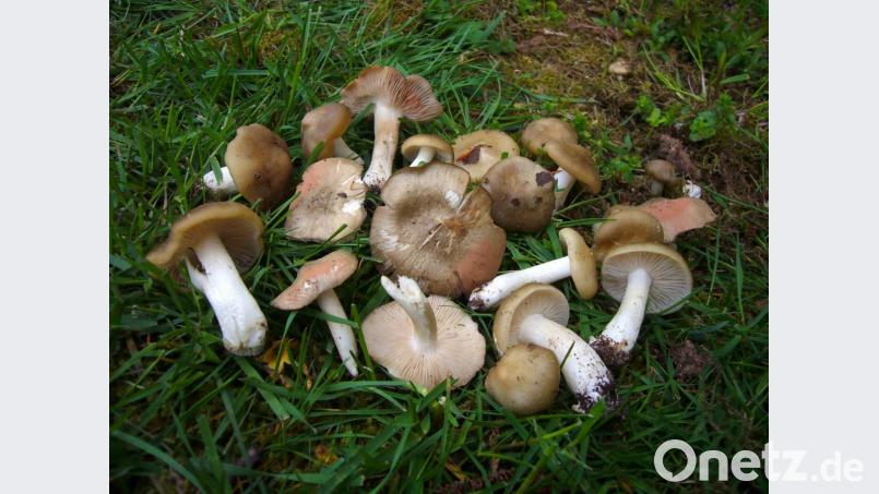 Der Schildrötling oder Frühlingsrötling (Entoloma clypeatum) wächst bereits im Frühling. Bild: exb/Norbert Griesbacher