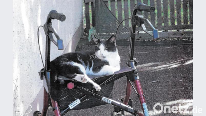 So kannte man den Kater Kasper auf der „Anäid“. Mittlerweile ist das Tier eingeschläfert worden. Bild: fpoz