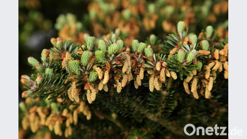 Die Korea-Tanne ist eine Fichtenart und blüht nur etwa alle sieben Jahre. Bild: Wolfgang Steinbacher