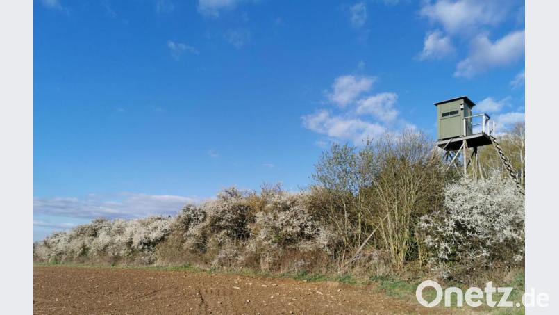 Die Schlehe mit den weißen Blüten und den Dornen ist ein wahres Vogelparadies. Bild: gz