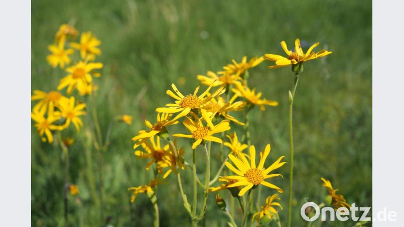 Eine selten gewordene Pflanze rund um den Steinwald ist die Arnika. Der Naturpark Steinwald bemüht sich deshalb wieder um eine stärkere Verbreitung und bittet Naturliebhaber und Grundstücksbesitzer um Unterstützung. Bild: bsc