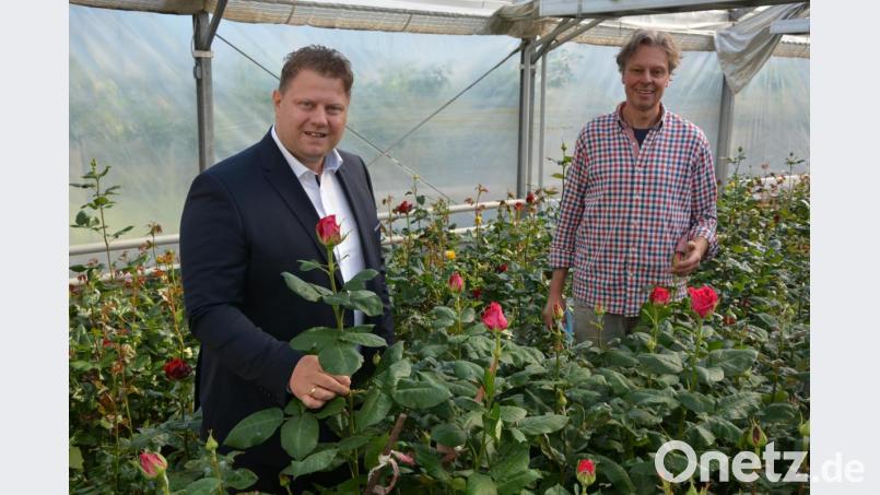 Gewerbefördervereins-Vorsitzender und Bürgermeister Stefan Grillmeier (links) und Rosenzüchter Hans-Joachim Schinner begutachten einen Teil der Rosen, die am Freitagnachmittag und am Samstag den Frauen in Mitterteich überreicht werden. Bild: jr