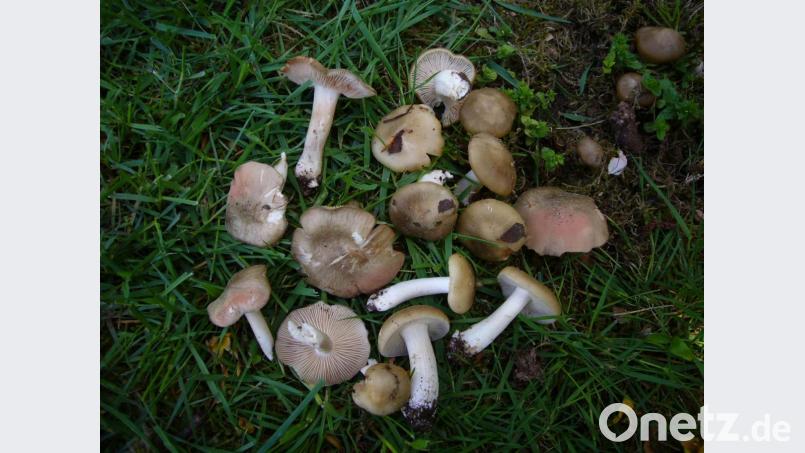 Der Schildrötling oder Frühlingsrötling (Entoloma clypeatum) wächst bereits im Frühling. Bild: exb/Norbert Griesbacher