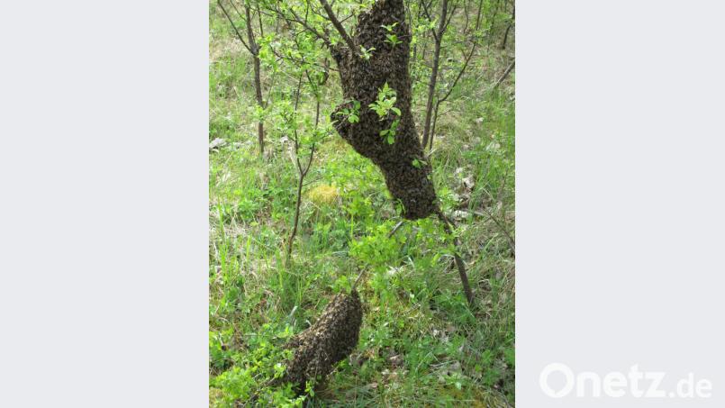 Mit dem Schwärmen sind die die Bienen schon vor der Zeit. Kein Wunder, auch die Natur ist nach den Worten von Imkervorsitzenden Klaus Schmidt fünf Wochen voraus. Bild: njn