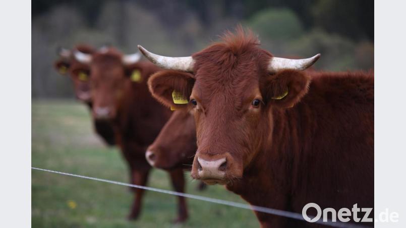 Gefahrenmeldung auf der A6: Zwischen Leuchtenberg und Vohenstrauß ist ein entlaufener Jungbulle unterwegs. Symbolbild: Matthias Bein/dpa