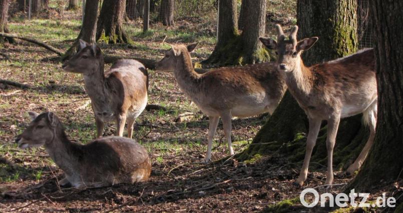 Obwohl Tierparks ab Montag wieder öffnen dürfen, bleibt die Höllohe wegen der örtlichen Gegebenheiten geschlossen. Bild: Götz