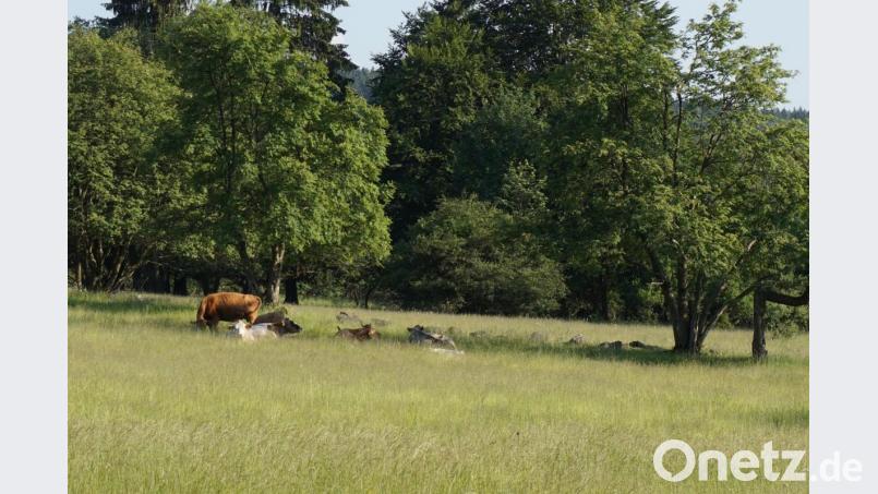 Extensive Weidebewirtschaftung rund um Plöß mitten im Grünen Band Europas. Bild: eib