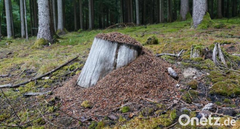 Ein Ameisennest im Naturpark Hirschwald. Die Insekten erfüllen wichtige Aufgaben im Wald. Bild: Markus Raum/exb