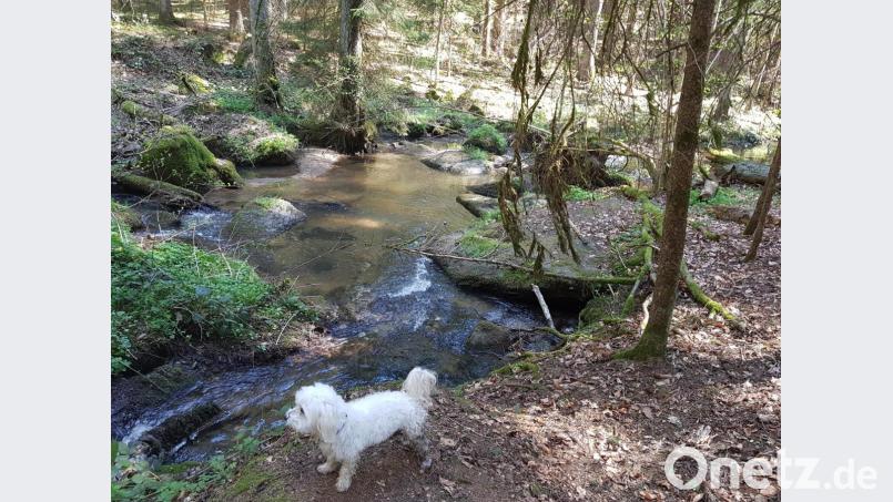 Wandern durch den Wald entspannt. Auch der Hund fühlt sich dabei pudelwohl. Bild: ck