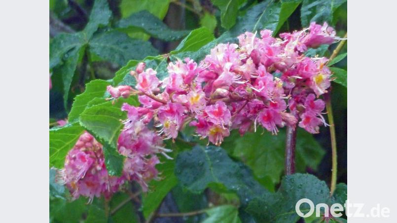 Blüten der Fleischroten Rosskastanie. Bild: Andreas Royer