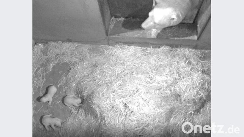 Eisbärin Flocke hat drei Junge bekommen. Bild:  Marineland/dpa