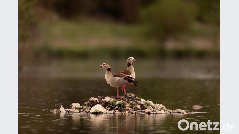 Zwei Nilgänse auf einer kleinen Weiher-Insel in der Nähe von Theuern (Kreis Amberg-Sulzbach). Bild: Nina Schütz