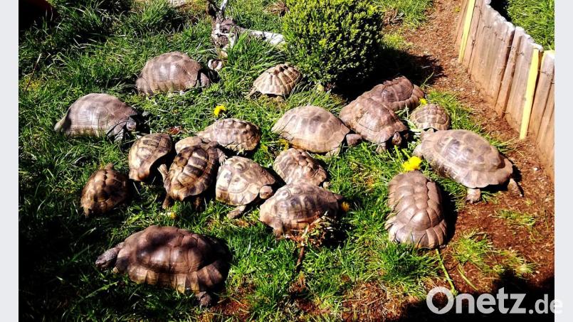 Josef Meißner werden es inzwischen zu viele Schildkröten in seinem Garten. Bild: zer