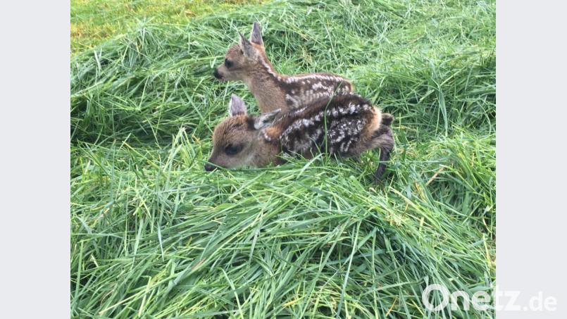 Rehkitze wie diese Zwillinge nahe Weiden werden im Frühjahr gesetzt und sind gefährdet, sobald die Landwirte ihre Wiesen zum ersten Mal im Jahr mähen. Bei Gefahr laufen die kleinen Rehe nämlich instinktiv nicht weg, sondern &quot;drücken sich&quot; an den Boden. Gegen natürliche Feinde ist dies eine erfolgreiche Strategie, einem Mähwerk entgehen die Tiere dadurch aber nicht. Wenn sie Glück haben, werden sie vor der Mahd entdeckt und aus der Wiese getragen. Bild: Sabine Schaller-Dittrich