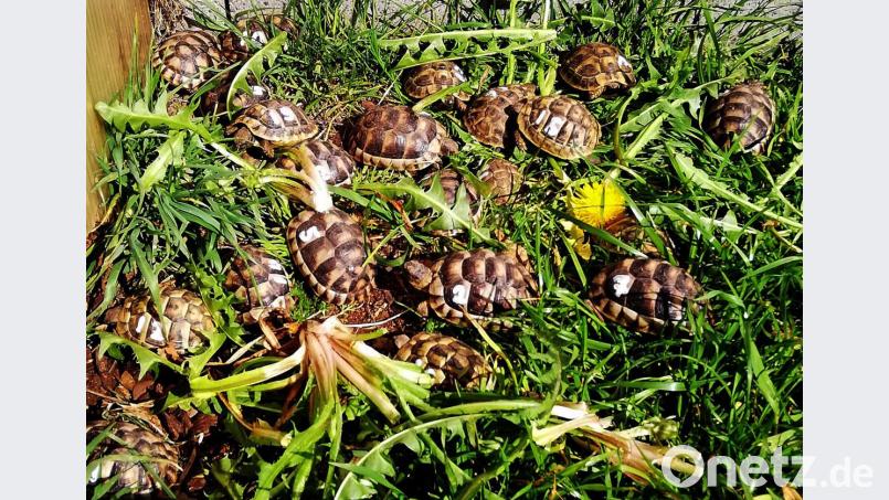 Josef Meißner werden es inzwischen zu viele Schildkröten in seinem Garten. Bild: zer