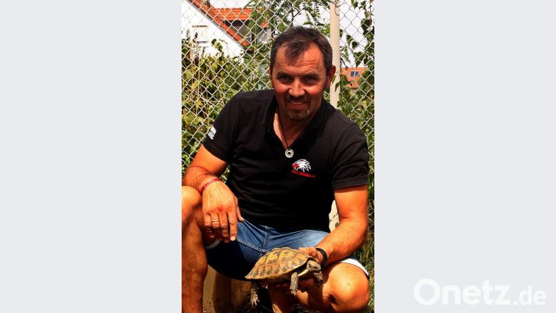 Josef Meißner mit seiner größten erwachsenen Schildkröte. Bild: zer