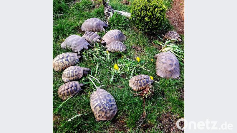 Josef Meißner werden es inzwischen zu viele Schildkröten in seinem Garten. Bild: zer