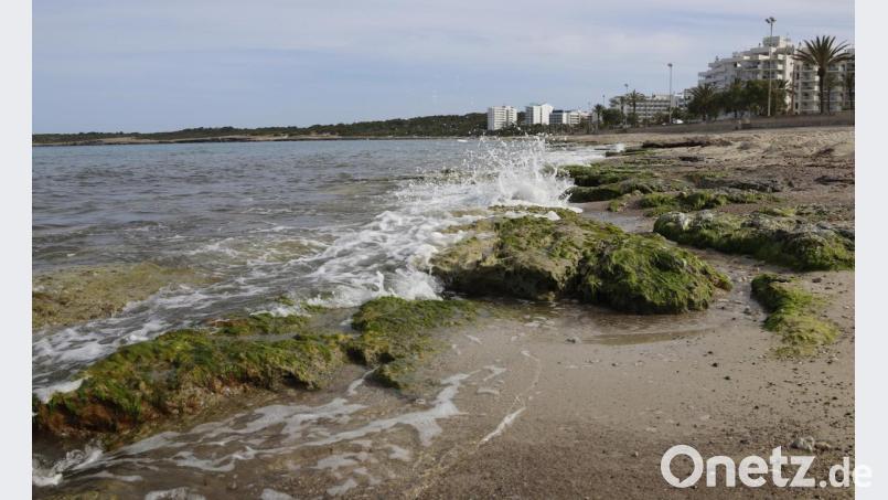 Eine Welle prallt auf einige Felsen am Strand von Cala Millor. Die Abwesenheit von Touristen ist an den Stränden Mallorcas spürbar. "Das Wasser ist derzeit spektakulär transparent", sagt der Biologe Txema Brotons. Bild: Clara Margais/dpa