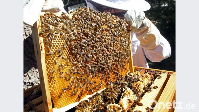 Eine Imkerin kontrolliert einen Rahmen eines Bienenstocks mit Bienenwaben. Die Insekten rücken immer mehr ins Visier Krimineller. Archivbild: Wolfgang Kumm/dpa
